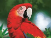 Life of the Amazonia