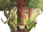 Redwood