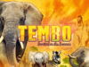 Tembo