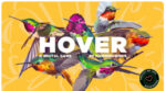 Hover
